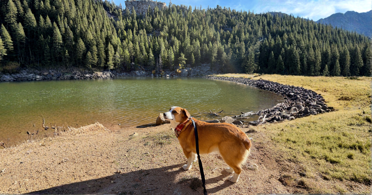 Introducing Walk Streaks: Stay Consistent, Keep Tails Wagging